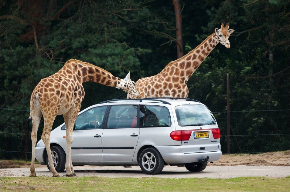 Vinpearl Safari